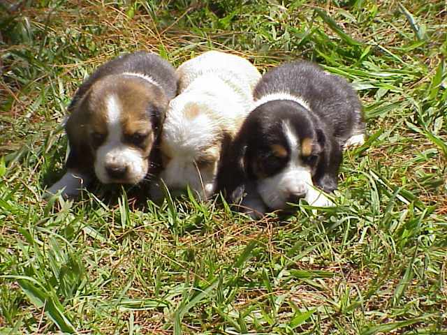 Foto 1 - Basset hound lindos filhotes