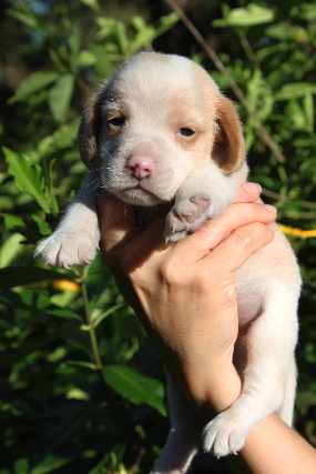 Foto 1 - Beagle lindos filhotes