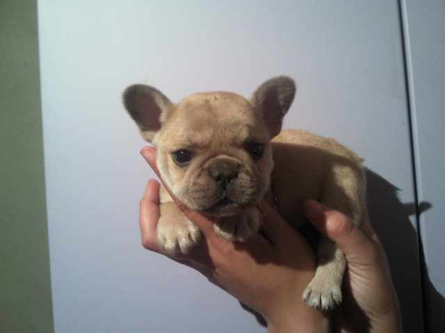 Foto 1 - Bulldog francs lindos filhotes