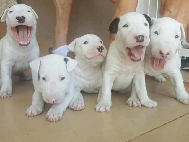 Foto 1 - Bull terrier  lindos filhotes